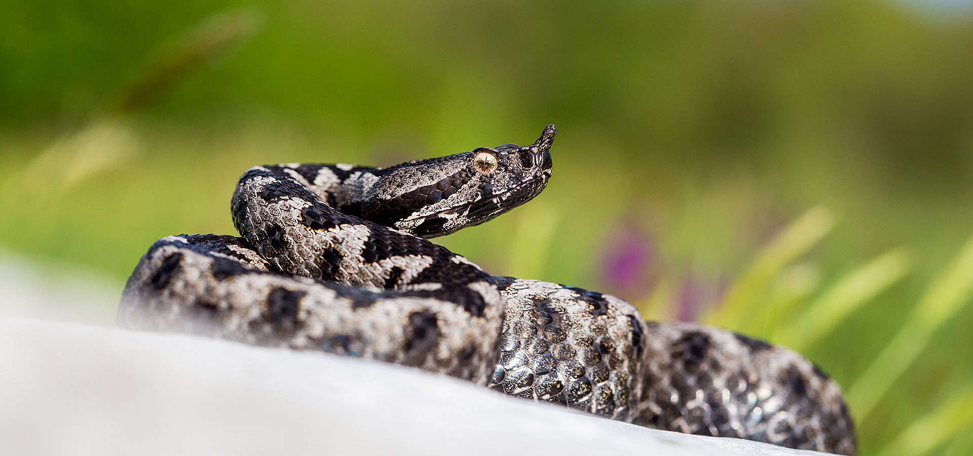 21st European Congress of Herpetology