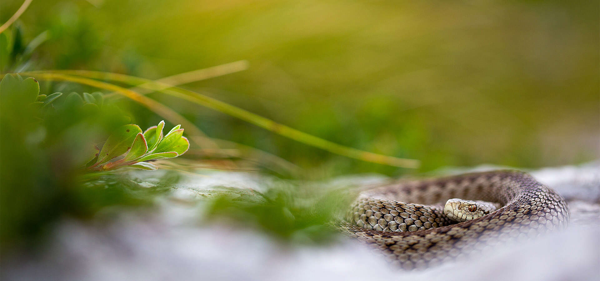 21st European Congress of Herpetology