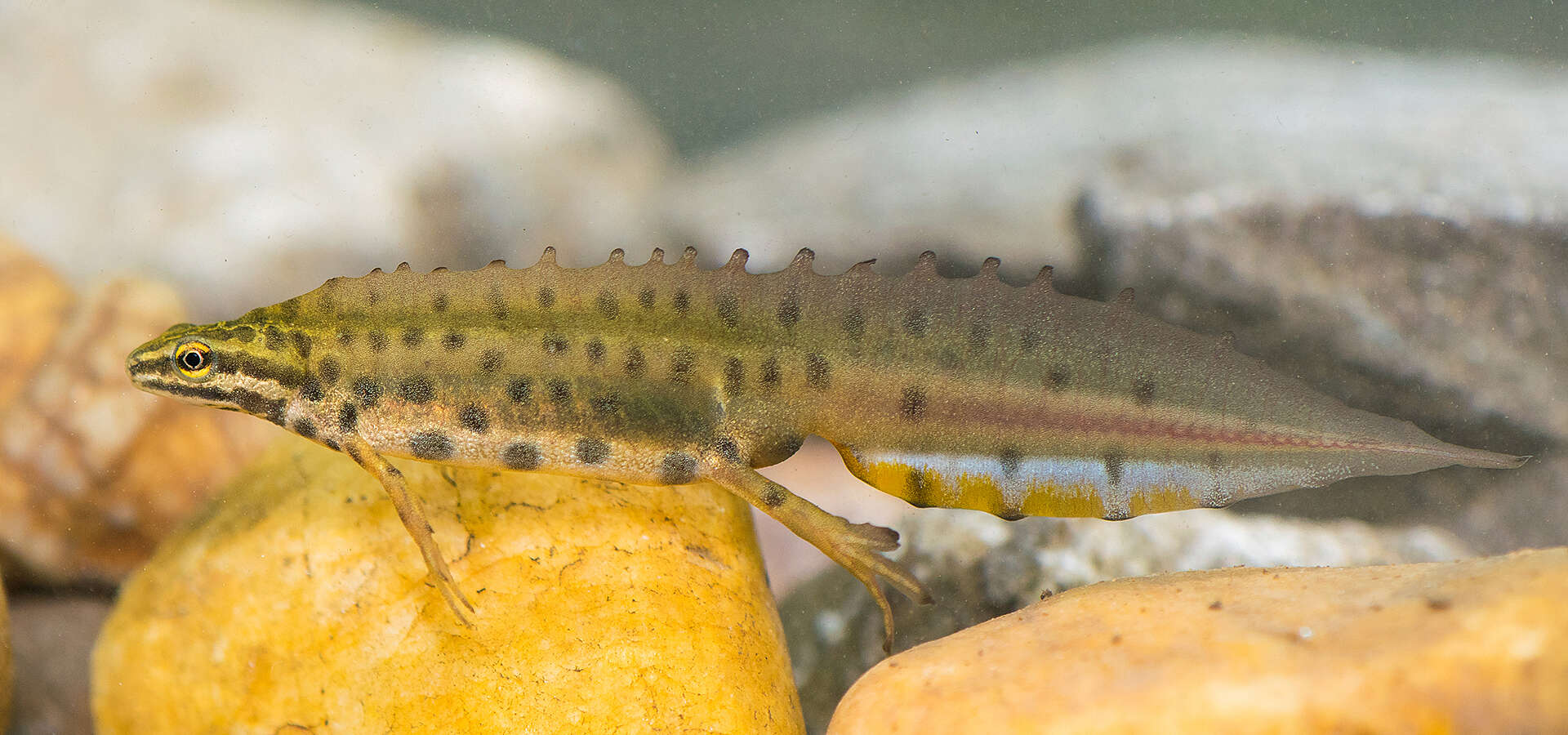 21st European Congress of Herpetology