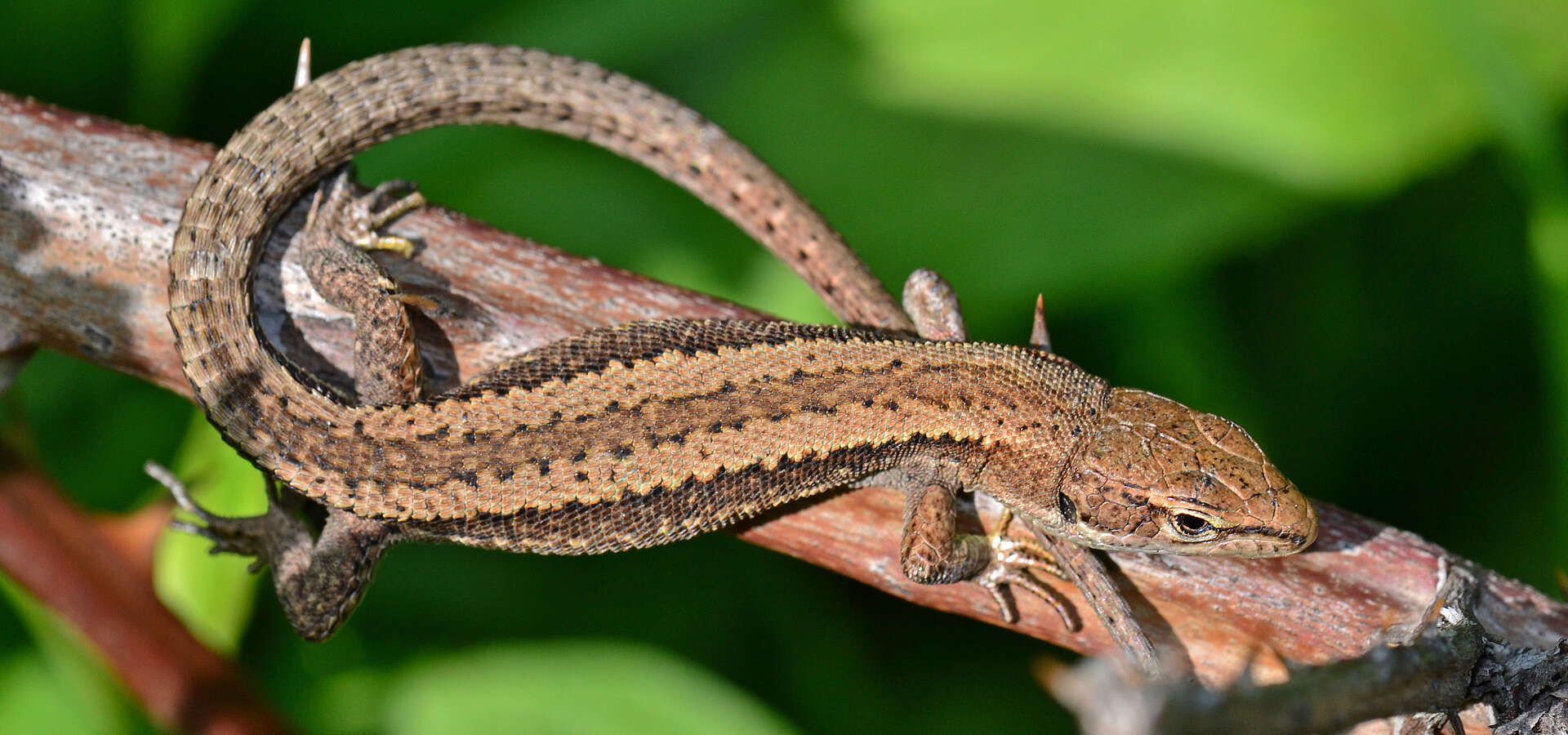 21st European Congress of Herpetology